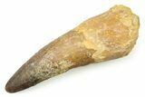 Bargain, Fossil Spinosaurus Tooth - Composite Tip #250961-1